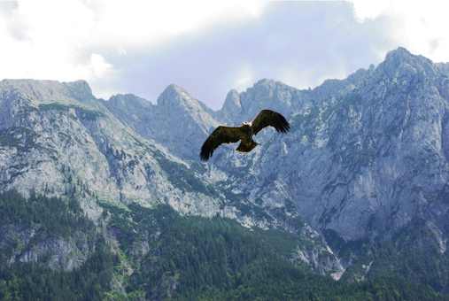 Österreich Steinadler