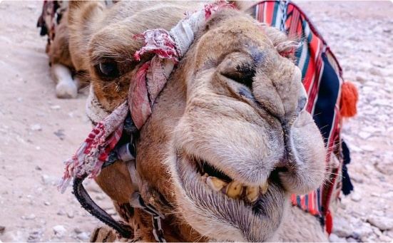Kamel