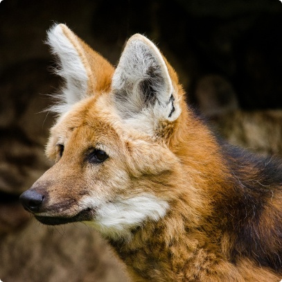 Lama10