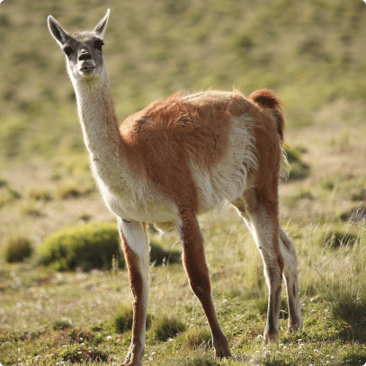 Lama1