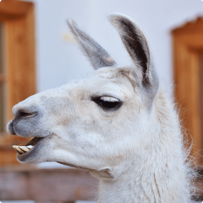 lama2