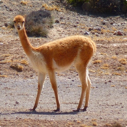 lama 3
