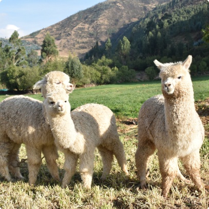 Lama4
