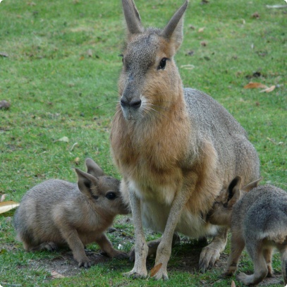 lama 9