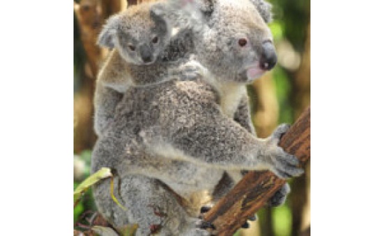 Koalas
