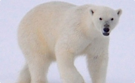 Eisbär