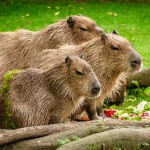 capybara-1599766